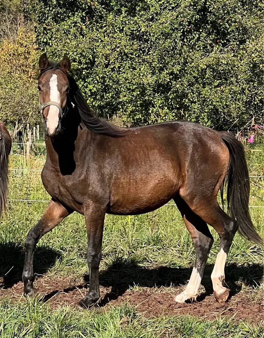 Welsh part bred hřebeček 1,5 roku