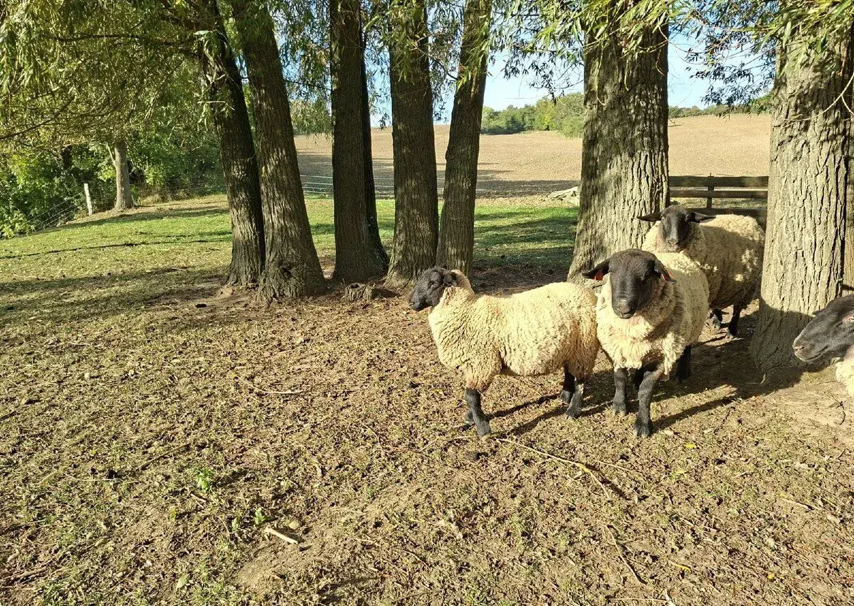 Jehně Suffolk