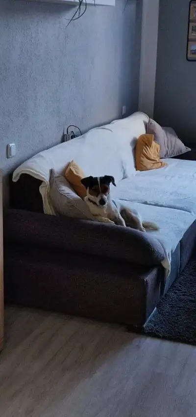 Jack Russell