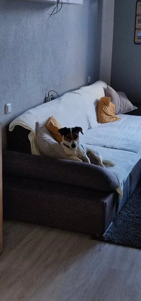 Jack Russell
