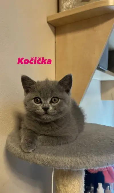Britská modrá koťátka bez PP – 2 kočičky