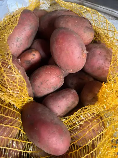 Červené brambory pro zimní uskladnění