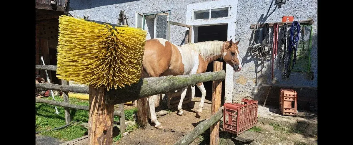 Kartáč na koně, krávy