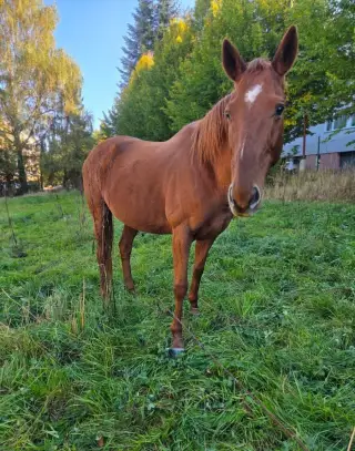 Klisna A 1/1 březí