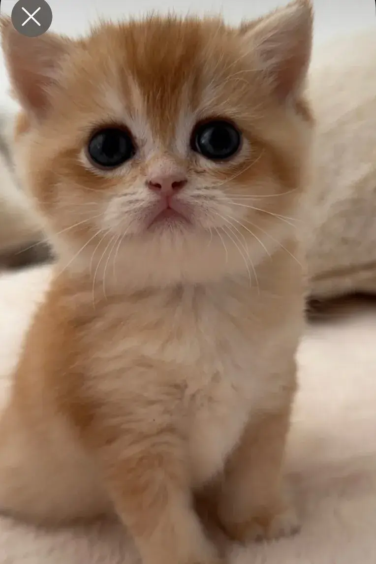 Britská krátkosrstá koťátka – British Shorthair Golden Chinc