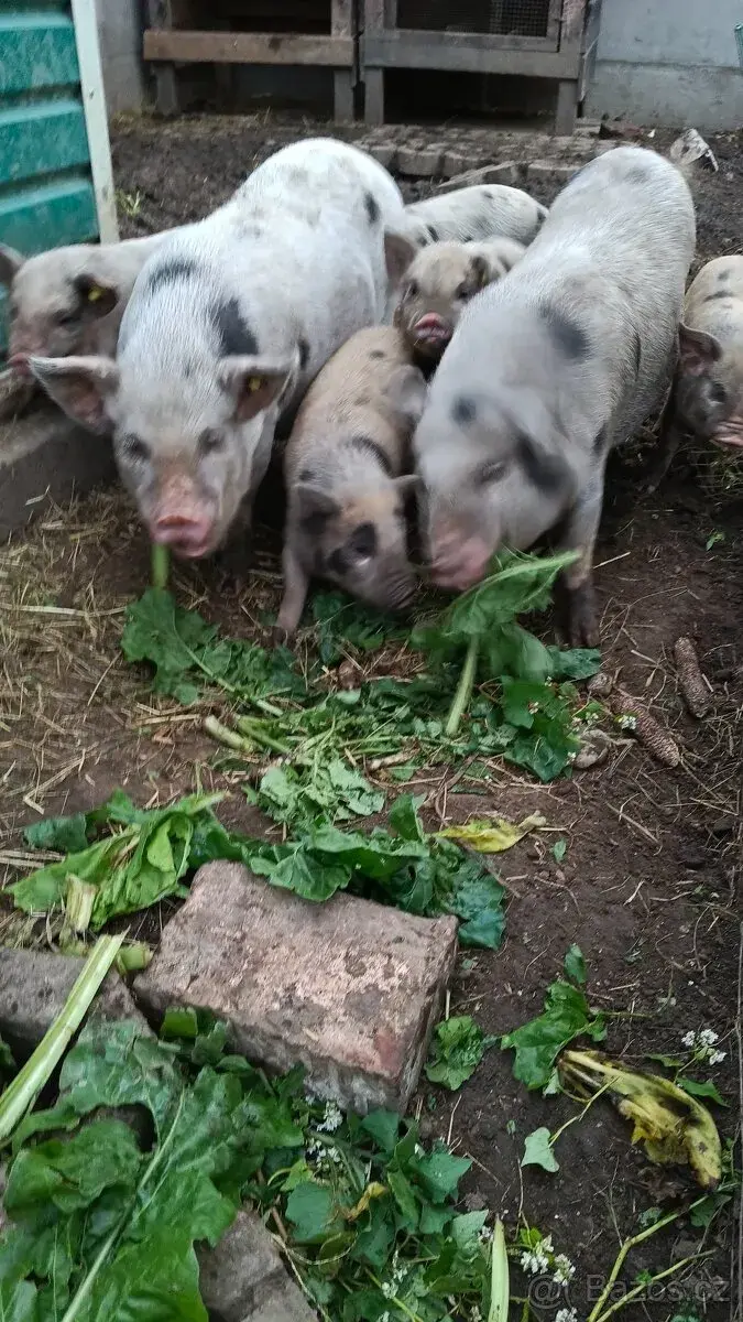 Křížence kune kune