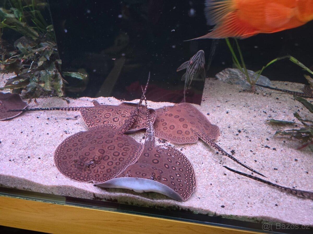 Rejnoci Potamotrygon motoro Mini Royal marbled