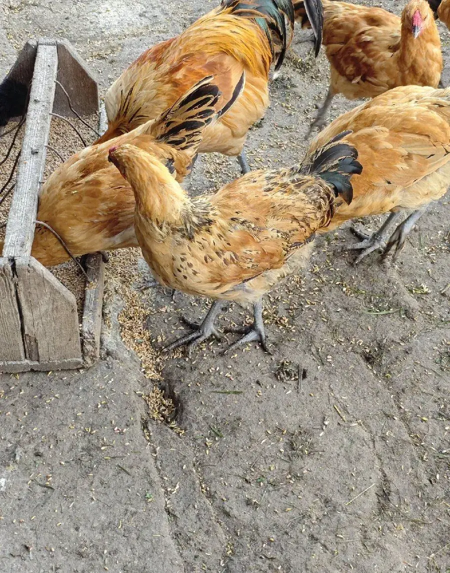 Kohouti