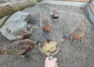 5 ks kohoutů bažant obecný