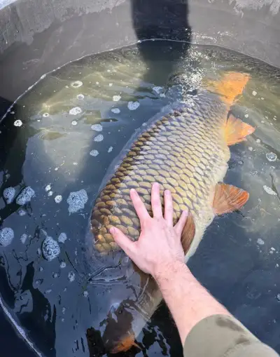 Kapry 10kg+