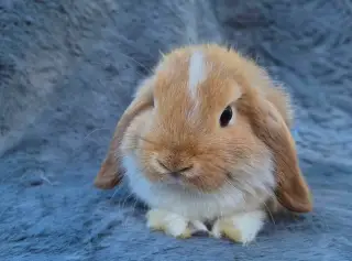 Minilop zakrslý králík, beránek, samička 1