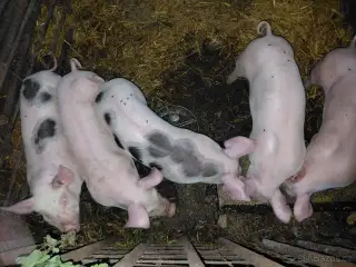 Selata BU x pietrain