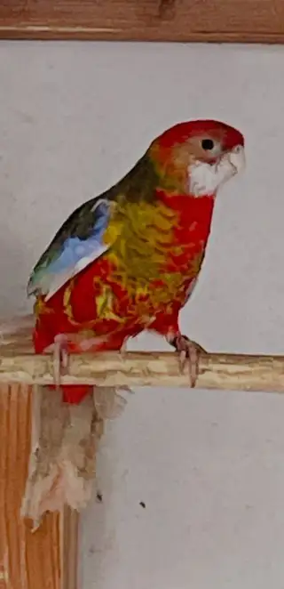 Rosela