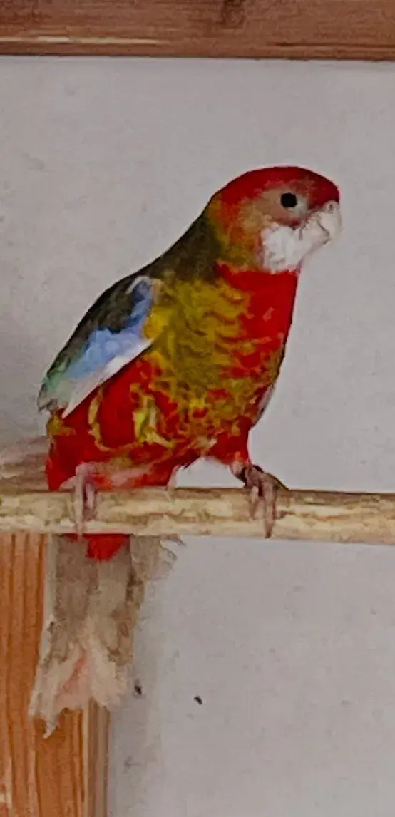 Rosela