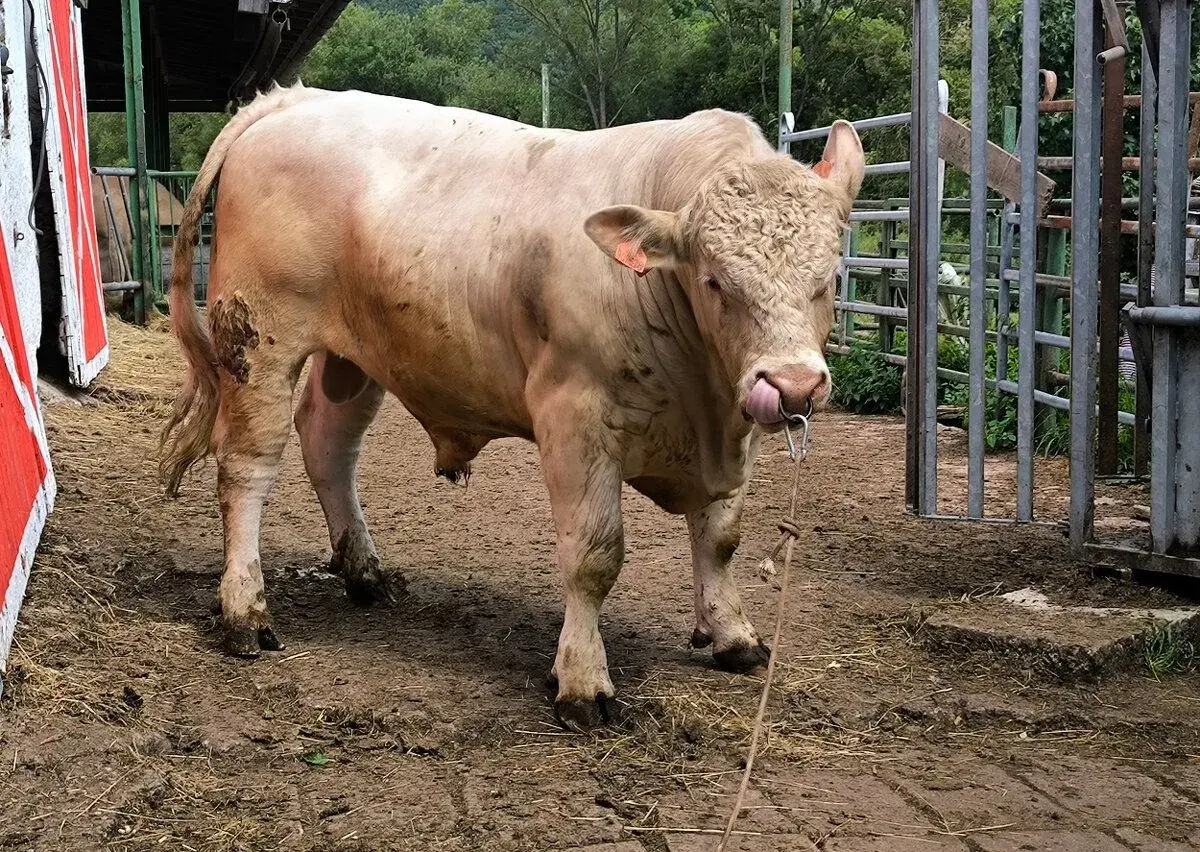 Pl býka Charolais