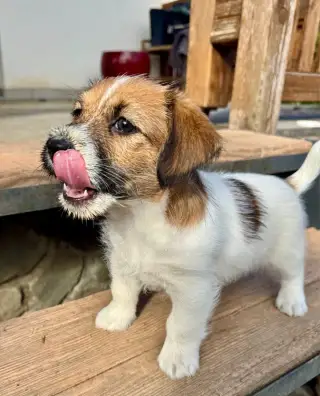 Jack Russell terier s PP - volny pejsek