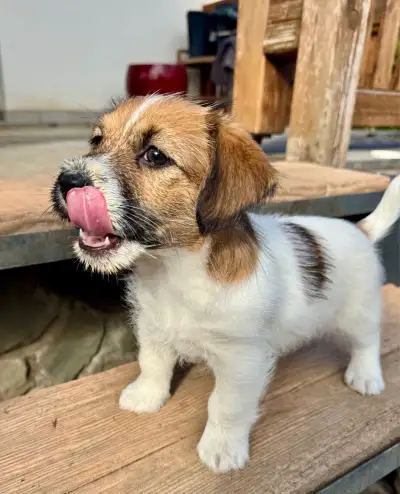 Jack Russell terier s PP - volny pejsek