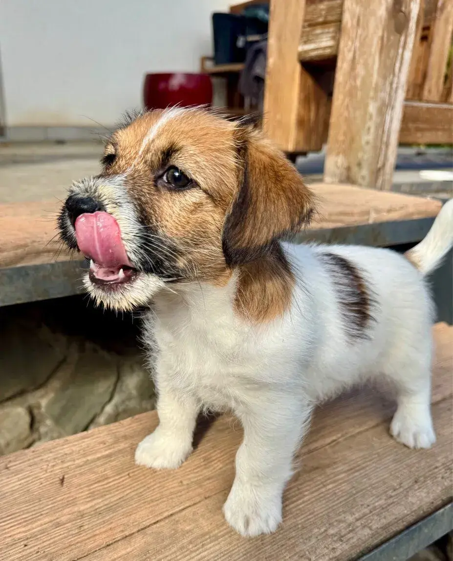 Jack Russell terier s PP - volny pejsek