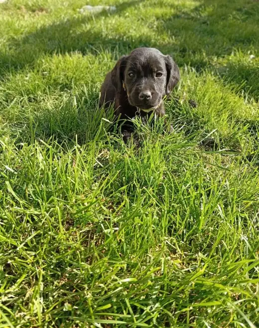 Labrador X