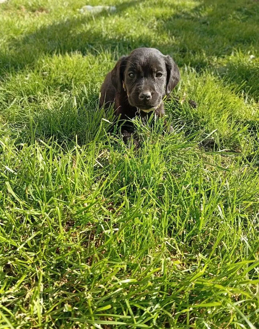 Labrador X