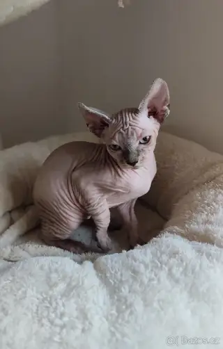 Kanadský Sphynx bez PP