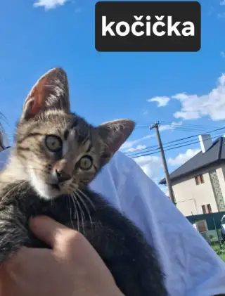 Koťátka