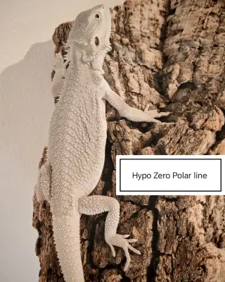 Agama vousatá mláďata