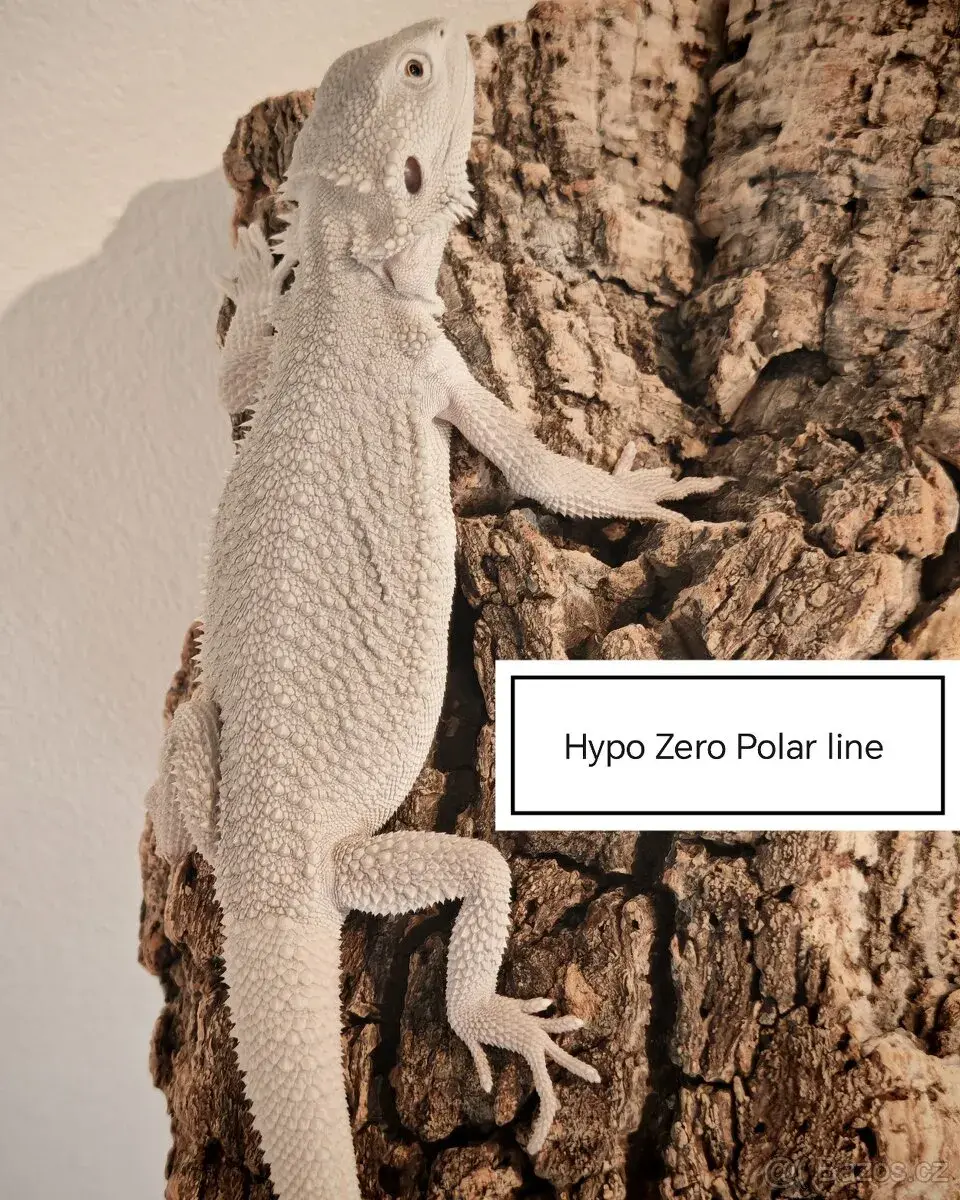 Agama vousatá mláďata