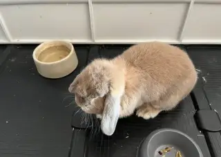 Zakrslý králík s klecí, minilop beránek