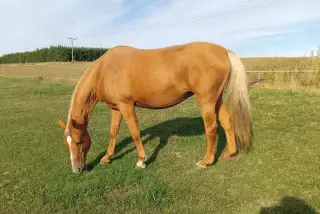 Hodná klisna jako mazlíček nebo společník
