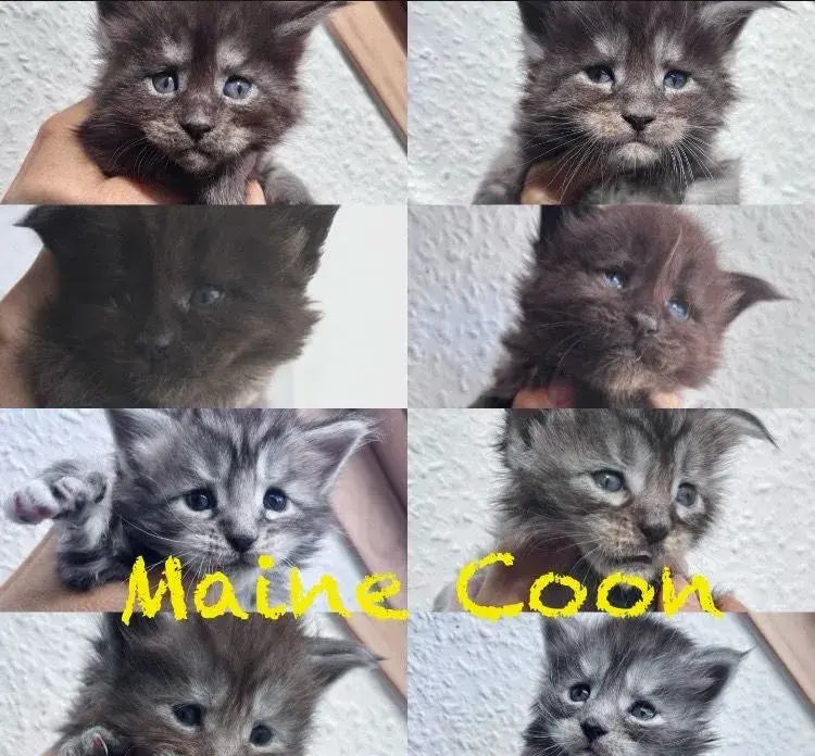 Mainská mývalí/ Maine Coon