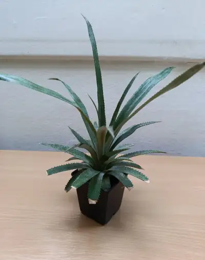 Ananasovník- bromélie- (Baby ananas)
