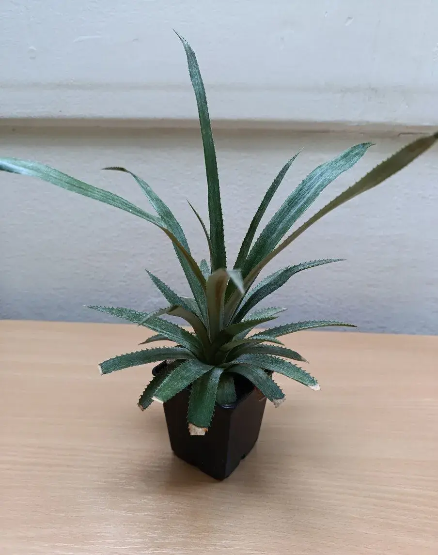 Ananasovník- bromélie- (Baby ananas)