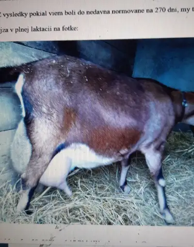 100%AN kozel s POP,obonitovaný