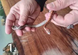 Užovky červené (Pantherophis guttatus)