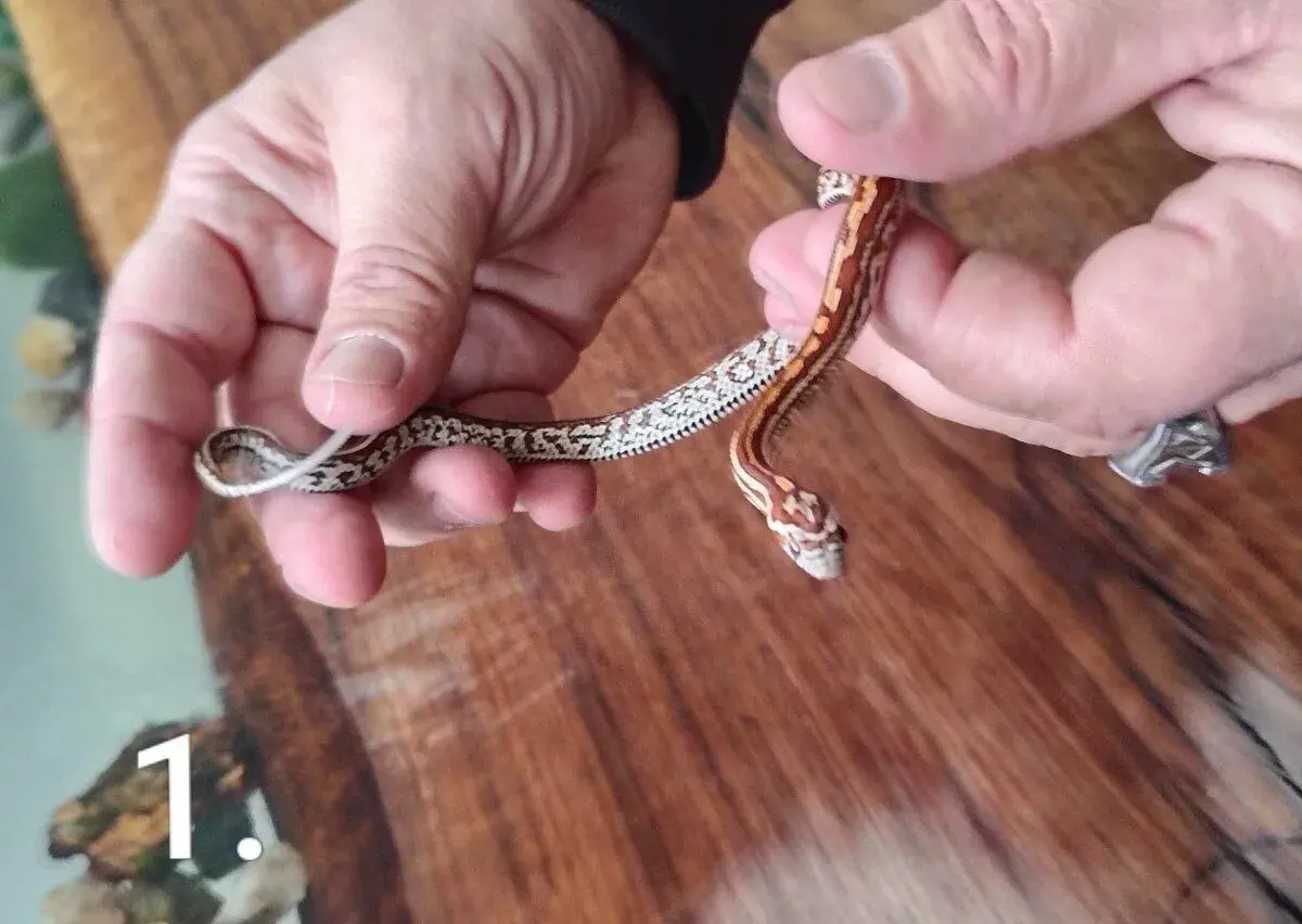 Užovky červené (Pantherophis guttatus)