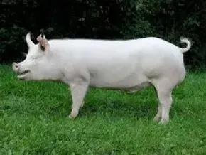 Prase 115-180kg, selata 23-26kg, chovné prasničky.