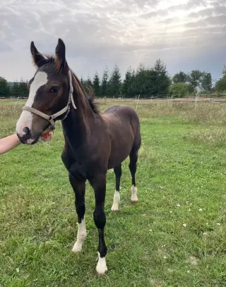 Appaloosa X Irský Cob
