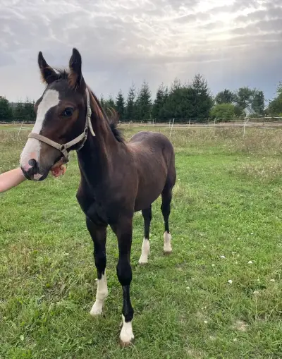 Appaloosa X Irský Cob