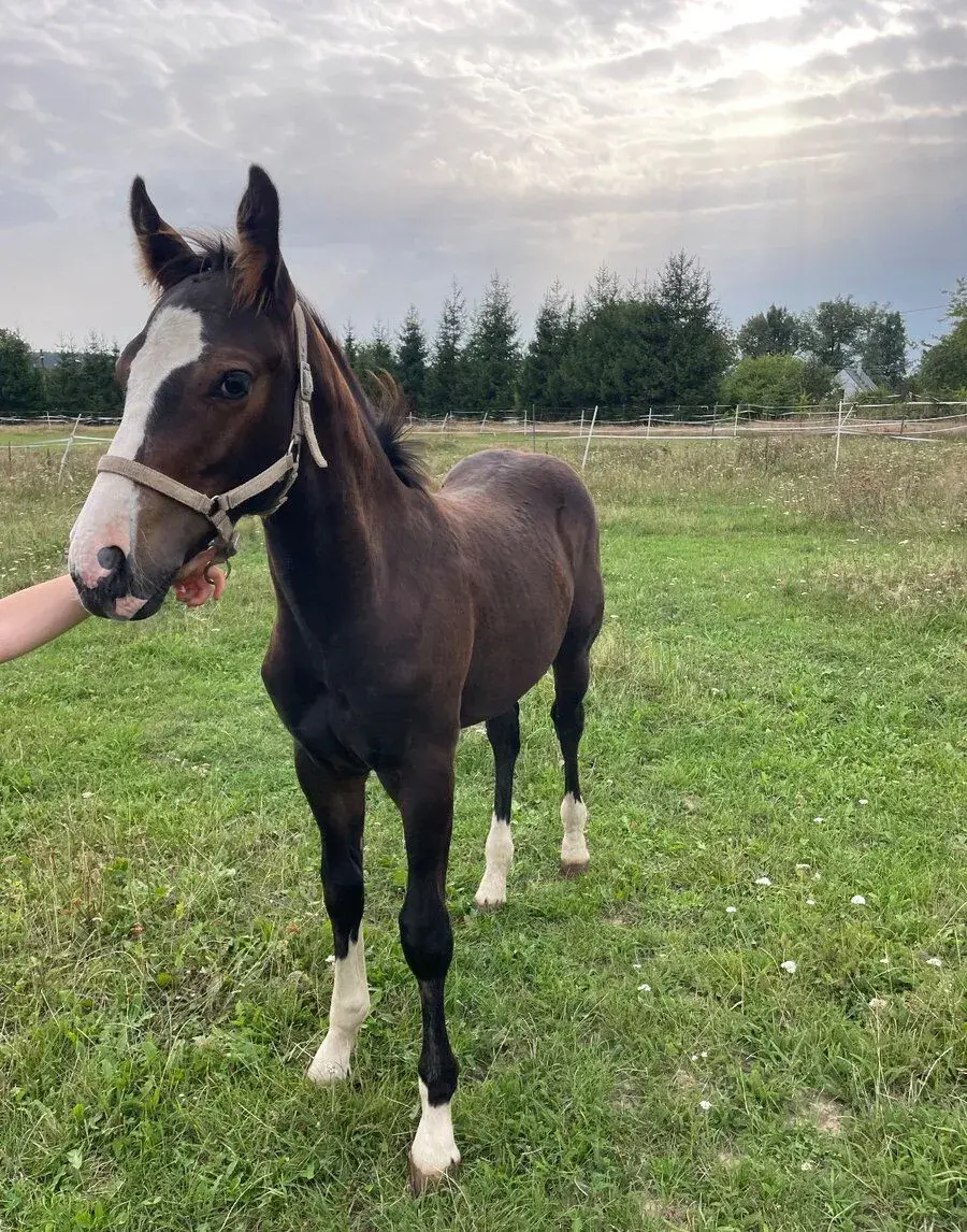 Appaloosa X Irský Cob