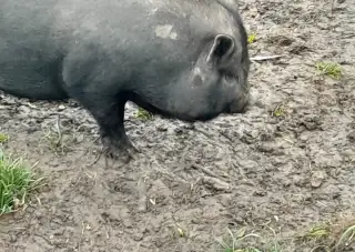 Vietnamská prasátka