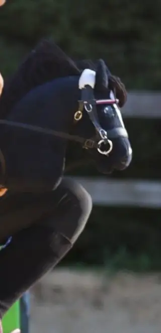 Hobby Horse