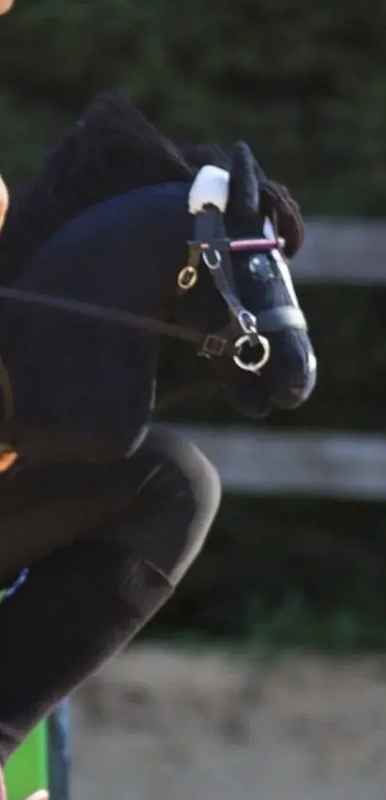 Hobby Horse