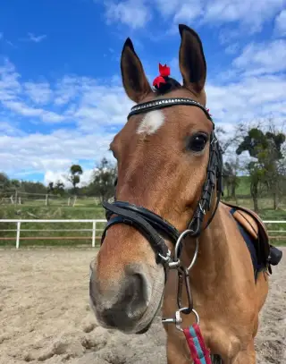 Šikovného sportovního ponyho B