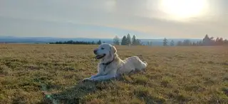 Krytí-Zlatý retrívr Cody
