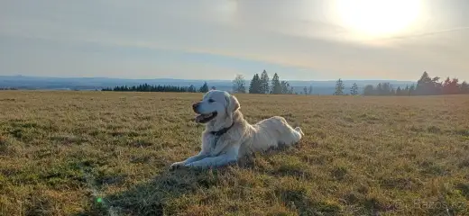 Krytí-Zlatý retrívr Cody