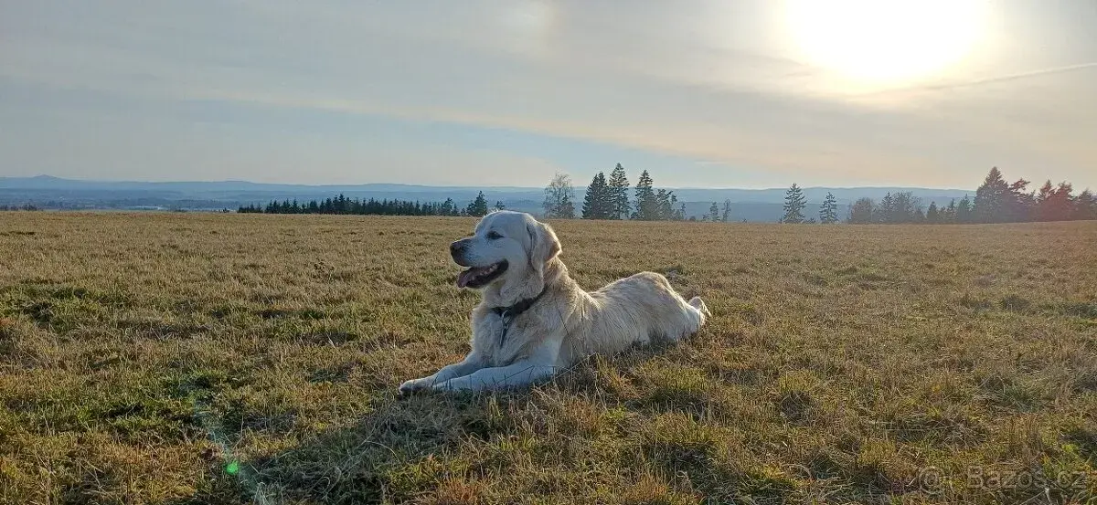 Krytí-Zlatý retrívr Cody