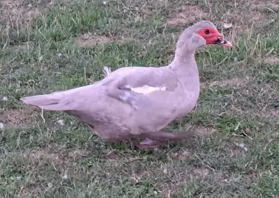 Kačera modrého čínského pižmovky.