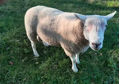 beran