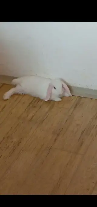 Beránka i z klecy do dobrých rukou